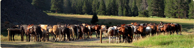 Westernsattelbörse für gebrauchte Westernsättel kaufen und verkaufen